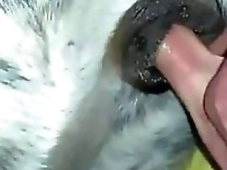 Sexy Beastiality Porn Videos