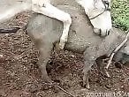 Bestiality dog tube