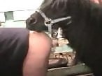 HorseFuckGirls