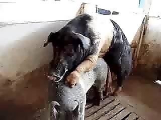 Zoo Animal Sex Porn