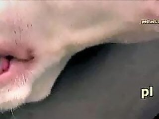 Zoofilia Sex Porn Movies