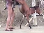Animal Zoo Sex