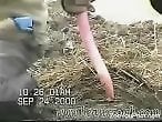 Zoo Porn Co