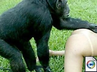 Animal Zoo Sex