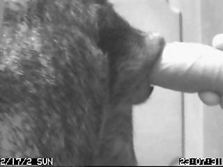 Animal Porn XXX Sex Videos
