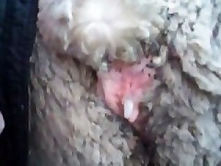 Animal Zoo Porn