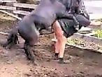 Animal Zoo Porn