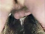 Animal porn videos and ZOO PORN