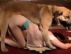 Zoophilia Porn