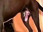Dog Porn Tube