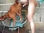Zoo Zoo Sex Porn