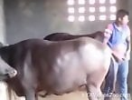 HorseFuckGirls