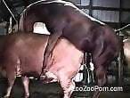 Animal porn videos and ZOO PORN