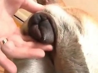 XXX Zoo Porn Top