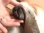 Animal Porn XXX Sex Videos