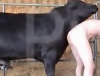 Zoo Zoo Sex Porn