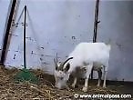 Animal Zoo Sex