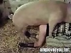 Sex with Animals for Free