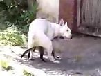 Bestiality Zoo Sex Drawings
