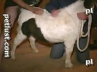 HQ Animal Porn