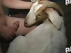 Animal Zoo Sex