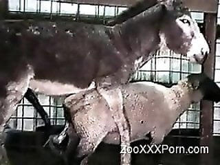 Animal Fuck XXX