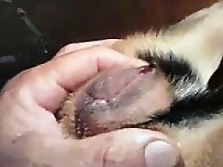 Zoo Animal Sex Porn