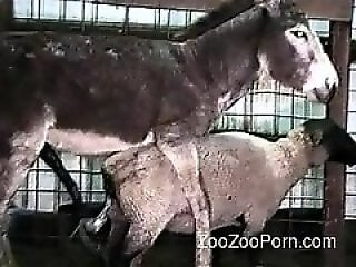 Zoo Zoo Sex Porn