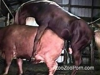 ZooZooPorn
